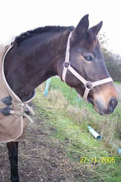 Dansk Varmblod Columbine AFLIVET - Hun har fået vinterpels på halsen  billede 8