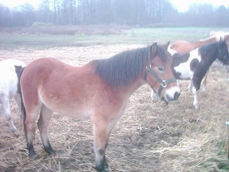 Dartmoor asterix - Se er han ikke bare sød billede 1