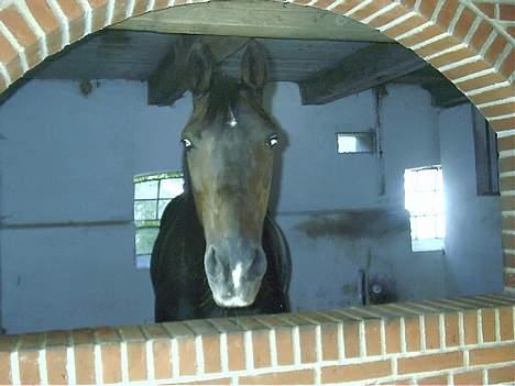 Anden særlig race Donna.. DØD:O( billede 2