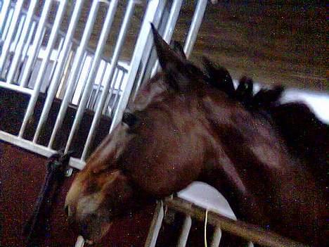 Anden særlig race Tiggi ( solgt ) billede 1