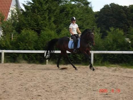 Anden særlig race Tiggi ( solgt ) billede 2