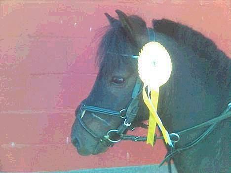 Shetlænder Blacki SOLGT - Her er et billed af Blackis hoved efter en fejlfri clear round klasse i spring.  billede 1