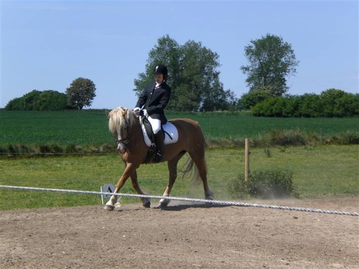 Haflinger Resi Kastanjegård billede 6