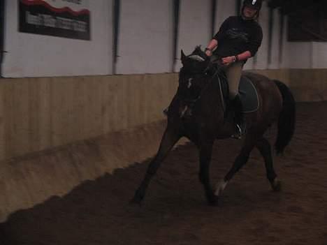 Dansk Varmblod Nørringholms LakostaSOLGT billede 8