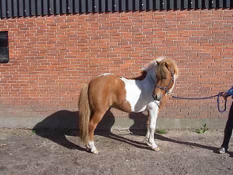 Islænder Mellemhavens Tjalfe  billede 9