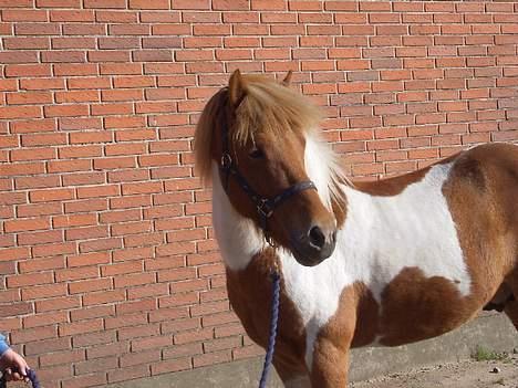 Islænder Mellemhavens Tjalfe  billede 10