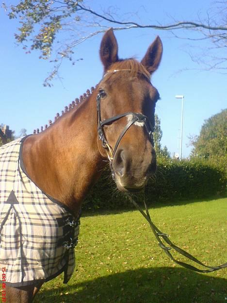 Dansk Varmblod Liberty Lady-Hvil i fred - Ja se mit flotte hovede. Er jeg ikke bare smuk:-) billede 1