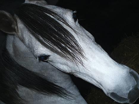 Arabisk fuldblod (OX) Pashas EnaYa OX R.I.P. billede 19