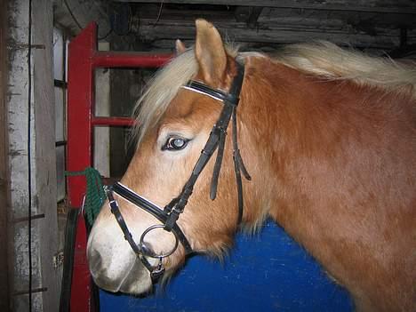 Haflinger Adios - Uhh .. Det blinder det der lys .. billede 4