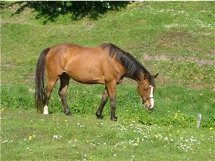 Dansk Varmblod Raphiella Scarlet - Lige kommet på sommergræs i maj 2007 billede 1
