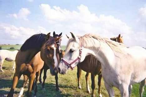 Dansk Varmblod Raphiella Scarlet - Raphi og Bandala mødes første gang sommeren 2001 billede 2