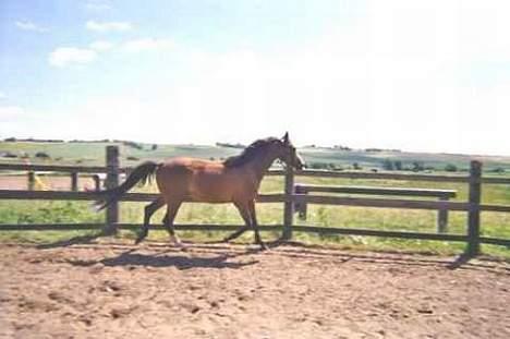 Dansk Varmblod Raphiella Scarlet - 3 år billede 3