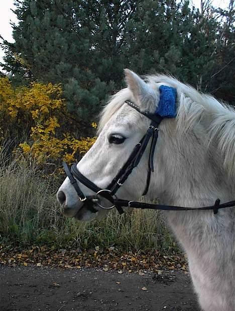 Anden særlig race Bella - Dejlig Eller Hva billede 1