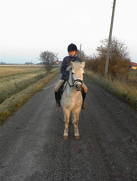 Anden særlig race Bella - Hun står fint billede 2