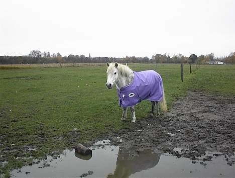 Anden særlig race Bella - ´Nyt Dækken  billede 4