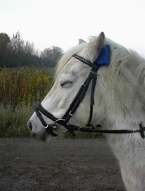 Anden særlig race Bella - Træt Træt Træt Pony  billede 6