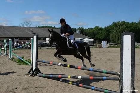 Anden særlig race Menta (tidligere part) - ´til stævne på VEK 80 cm billede 4