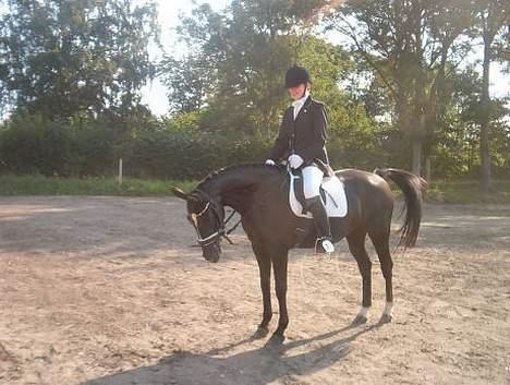 Anden særlig race Menta (tidligere part) - I dressur tøjet billede 6