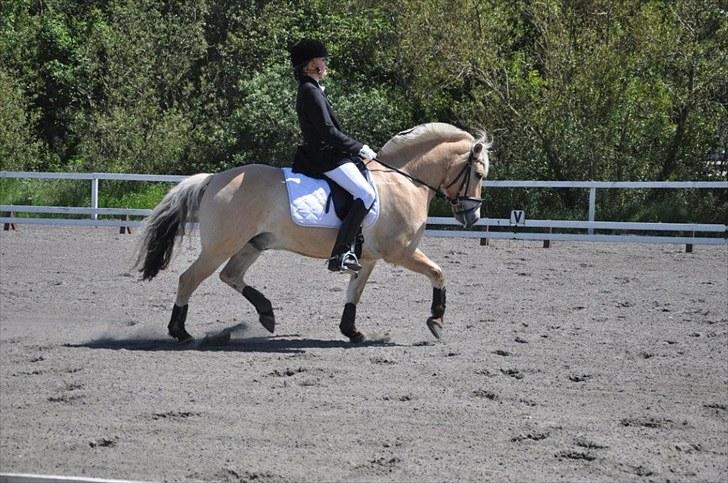 Fjordhest Undallslunds Kashmir billede 11