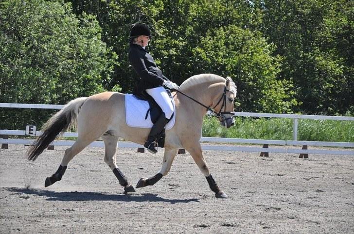 Fjordhest Undallslunds Kashmir billede 15