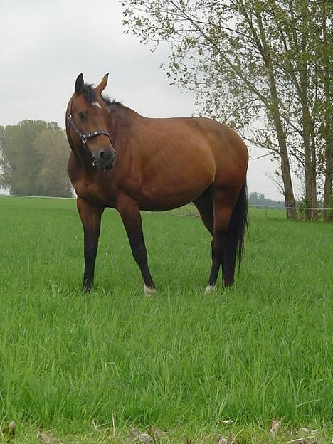 Dansk Varmblod Andante - Er jeg ikke lækker... billede 1
