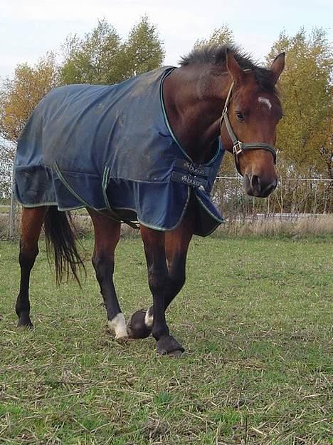 Dansk Varmblod Andante - der kommer nogle, må heller lige se om hun har noget a spise med til mig...hihi billede 4