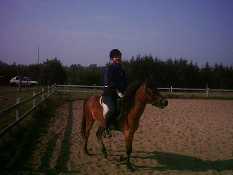 Dartmoor asterix - der sidder jeg på han og vi er ved at skridte rundt billede 2