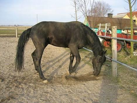 Oldenborg Strøgårdens Juvel - Juvel ude på ridebanen billede 2