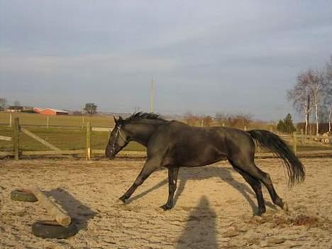 Oldenborg Strøgårdens Juvel - Skal da lige vise mig lidt over for den lille pony som går inde på folden ved siden af. billede 7