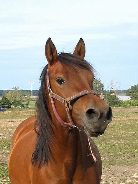 Anden særlig race Musty - min lille "araber" ;b billede 1