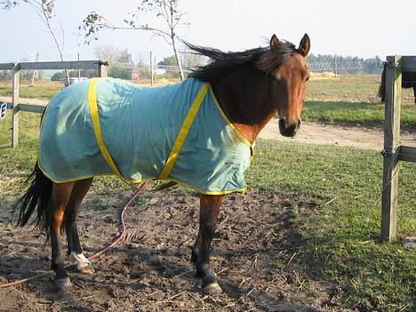 Anden særlig race Musty - uha , elsker det her billede <3 billede 2