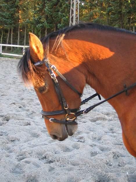 Anden særlig race Musty - uha , hun er flot , hva ? ;b billede 4