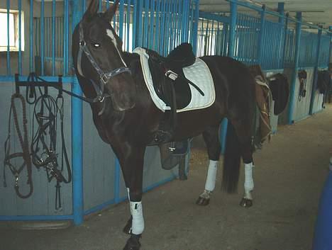 Anden særlig race Menta (tidligere part) - På vej til vores første dressurstævne sammen..:P billede 9