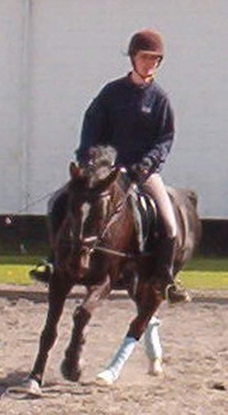 Anden særlig race Menta (tidligere part) - dressur billede 10