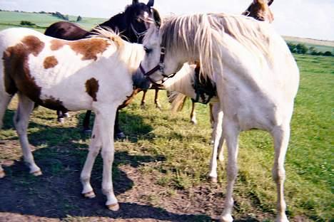 Arabisk fuldblod (OX) Bandala - RIP 2012 - Bandala med et føl der troede hun var hans mor ;o) billede 3