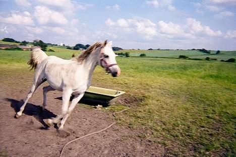 Arabisk fuldblod (OX) Bandala - RIP 2012 - Bandala på fold.. billede 4