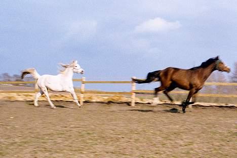 Arabisk fuldblod (OX) Bandala - RIP 2012 - Bandala og Raphi hygger sig.. billede 5
