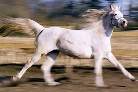 Arabisk fuldblod (OX) Bandala - RIP 2012 - tættere på.. billede 6