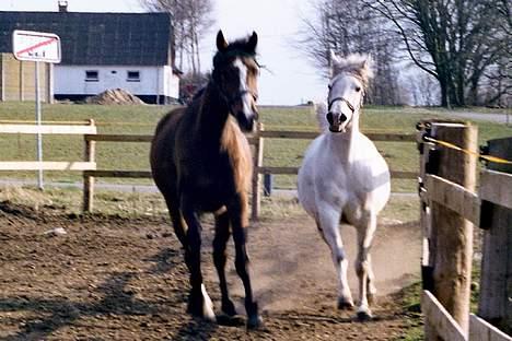Arabisk fuldblod (OX) Bandala - RIP 2012 - Bandala og raphi igen.. billede 7