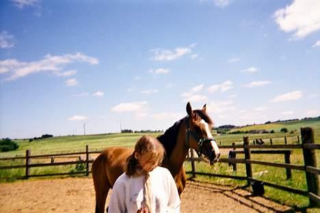 Dansk Varmblod Raphiella Scarlet - efter lidt træning billede 4