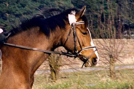 Dansk Varmblod Raphiella Scarlet - Raphi under starten af tilridning på 4 års fødselsdag billede 5
