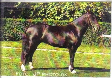 Welsh Cob (sec D) Dorthealyst Blacky billede 2