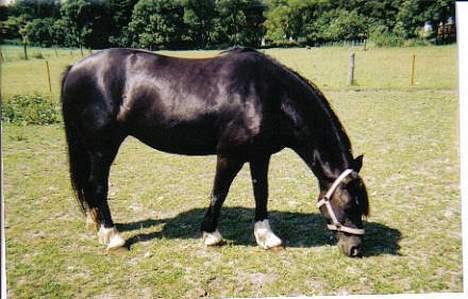 Welsh Cob (sec D) Dorthealyst Blacky billede 3