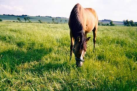 Dansk Varmblod Raphiella Scarlet - Raphi som 3 års billede 7