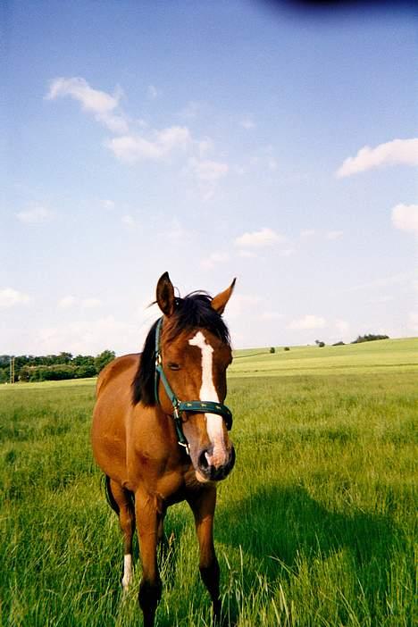 Dansk Varmblod Raphiella Scarlet - Raphi søvnig.. billede 8