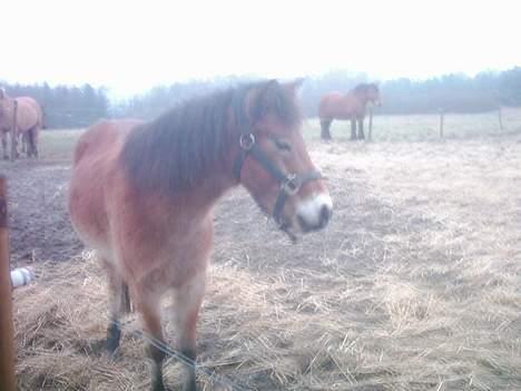 Dartmoor asterix - der står han på fold billede 5