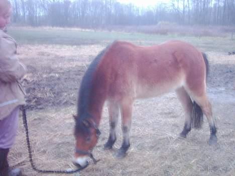 Dartmoor asterix - her står han og spiser græs med min gamle ven billede 6