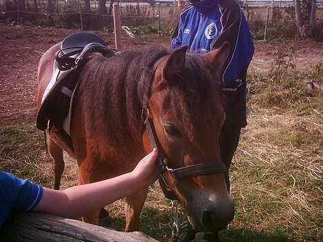 Dartmoor asterix - asterix er ved at blive sadle op billede 7
