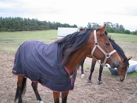 Anden særlig race Musty - 1. dag på den nye fold ;b billede 7