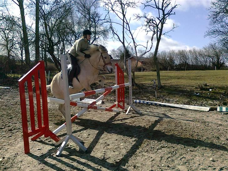 Fjordhest Galgebakken´s Krølle - HOP LILLE KRØLLE billede 1